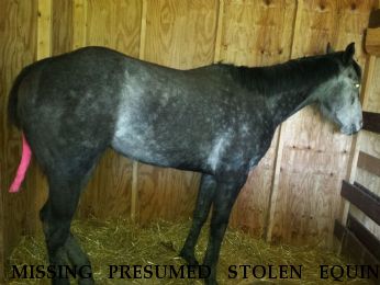 MISSING PRESUMED STOLEN EQUINE Requesting Action aka "Roxy",   Near Mount Pleasent, WI, 53177